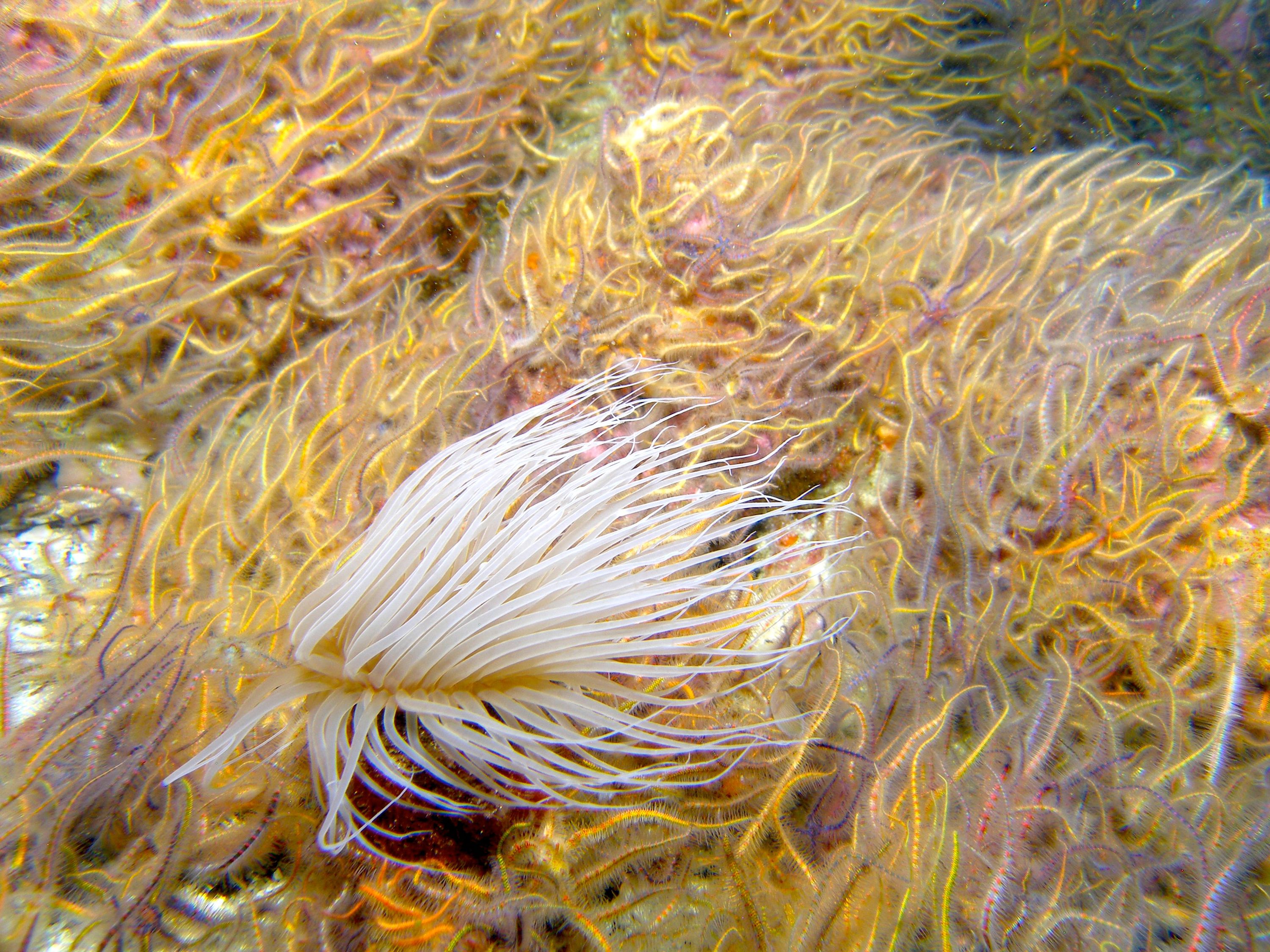 Tube_Dwelling_Anemone