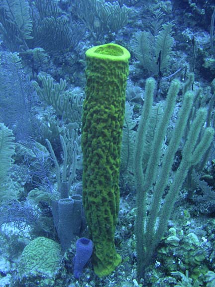 Tube_Sponge