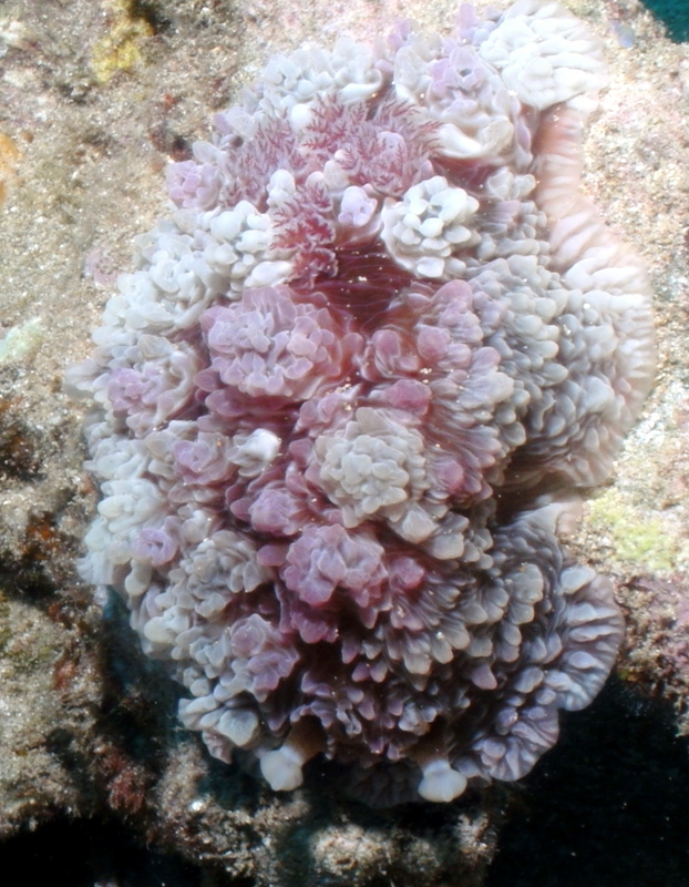 Tuberculosis nudibranch