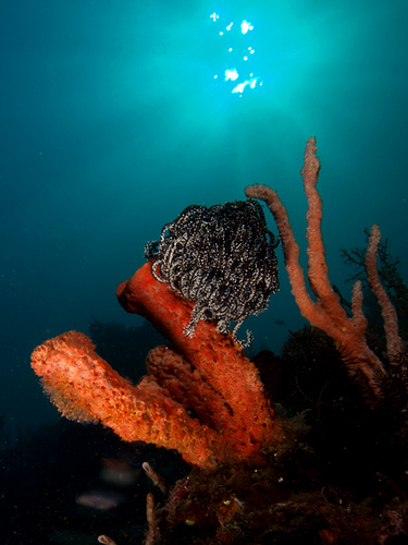 Tubesponges under a sunball