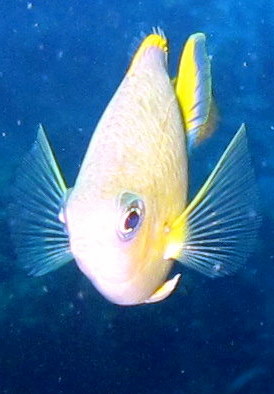 Tulamben Fish at &amp;  near Liberty wreck