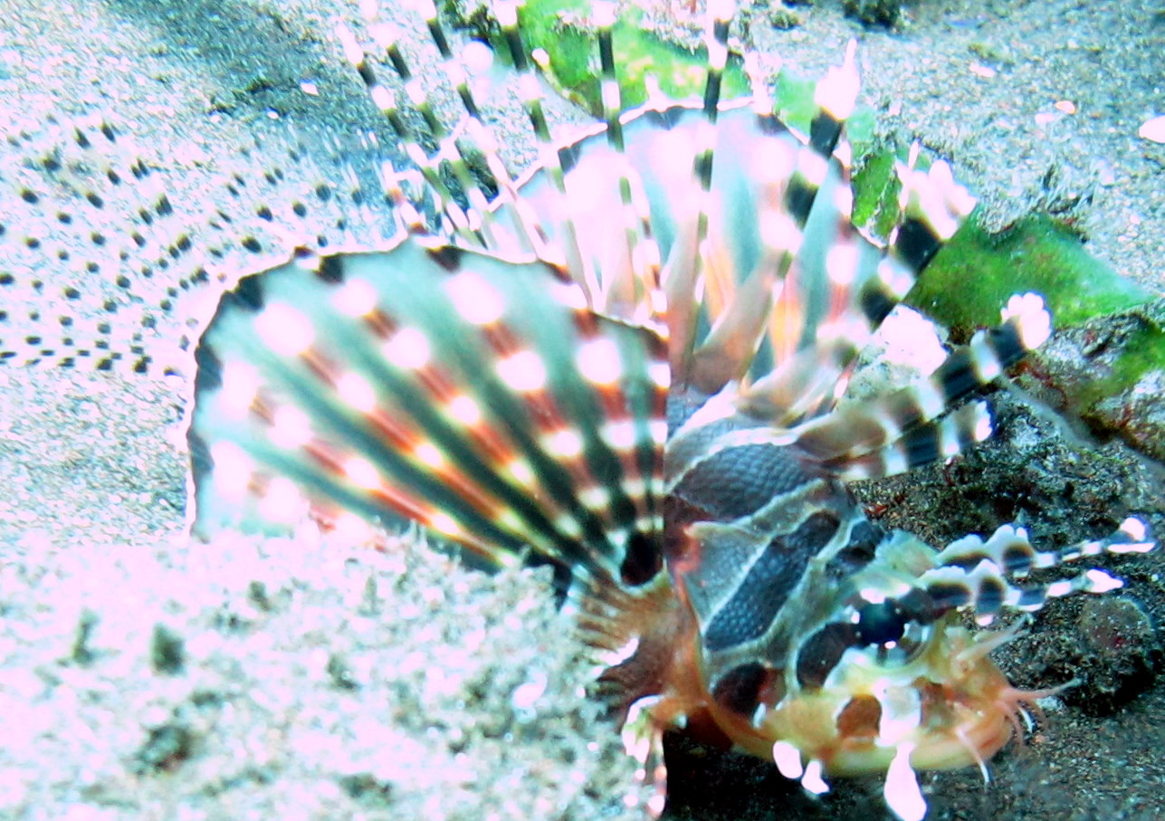 Tulamben Fish at &amp;  near Liberty wreck