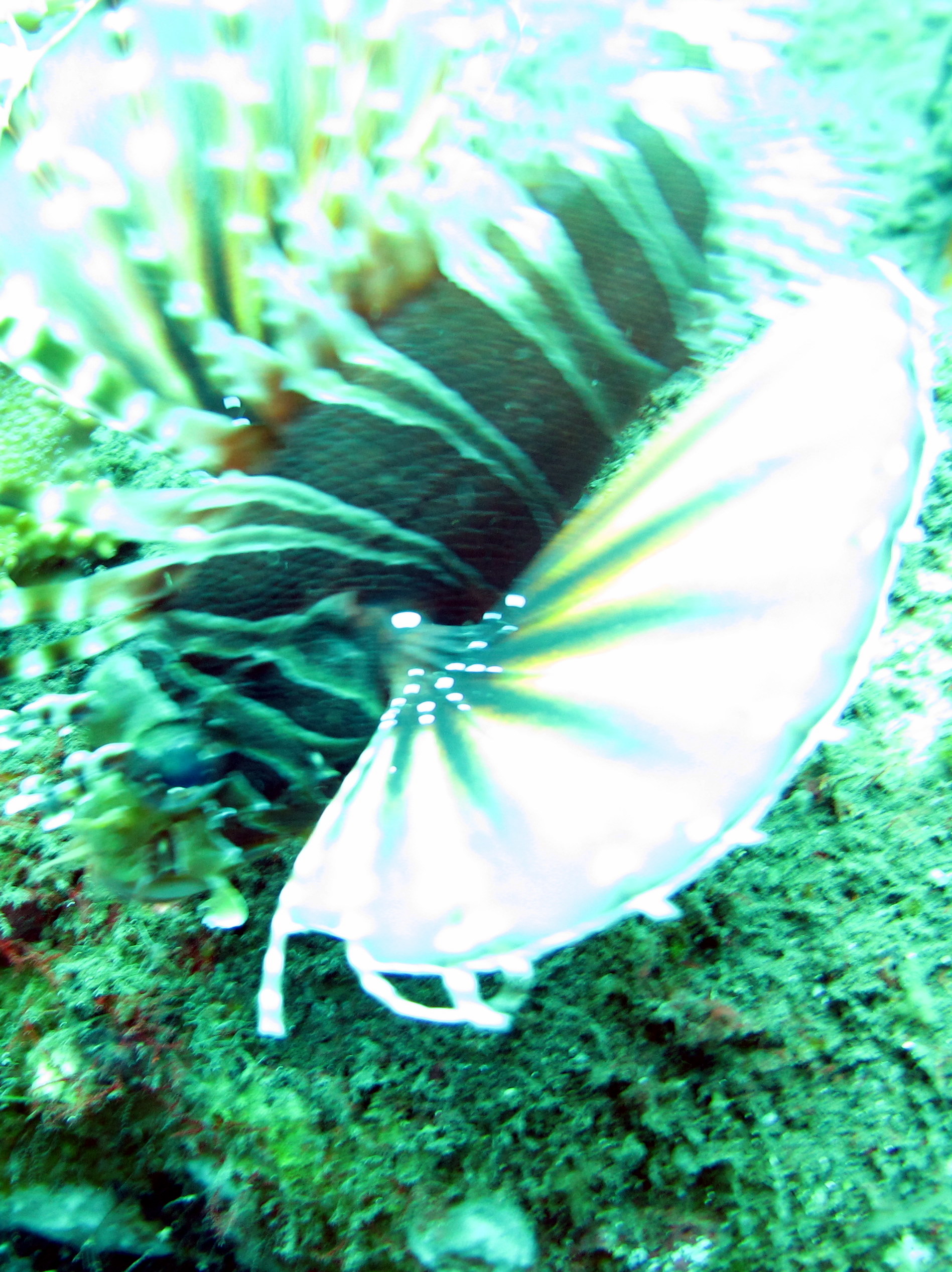 Tulamben Fish at &amp;  near Liberty wreck