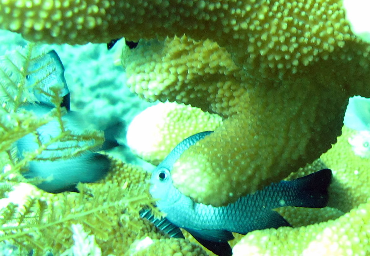 Tulamben Fish at &amp;  near Liberty wreck