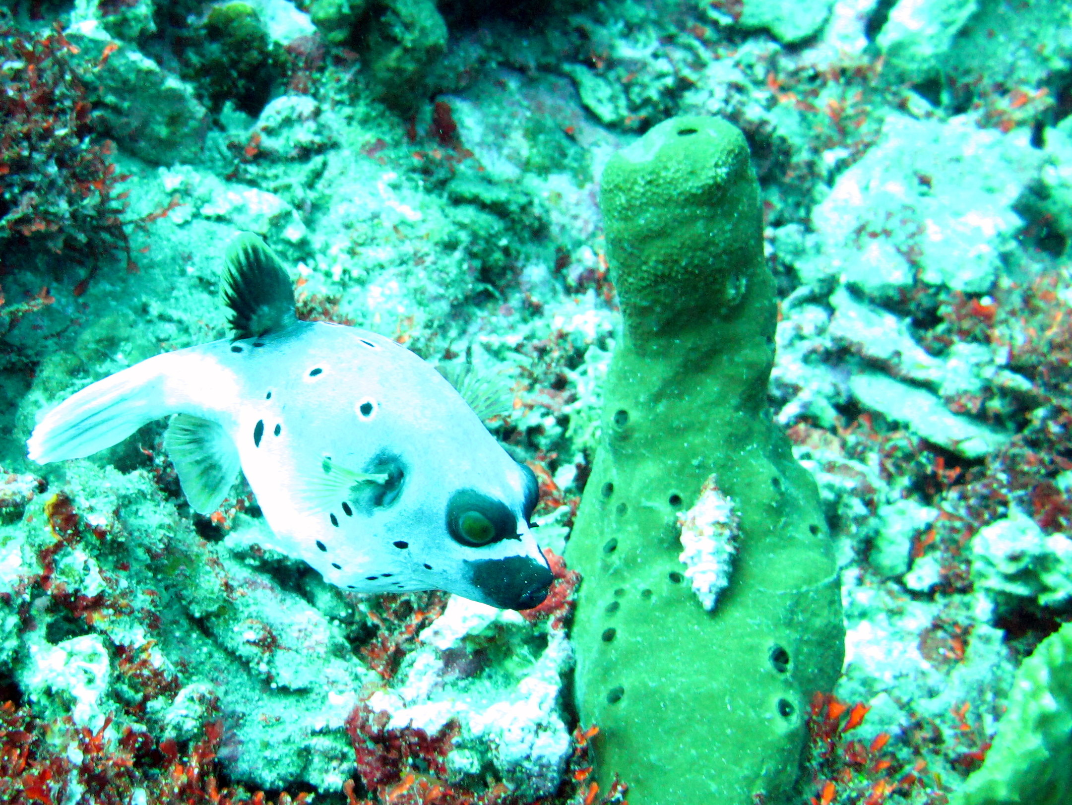 Tulamben Fish at &amp;  near Liberty wreck