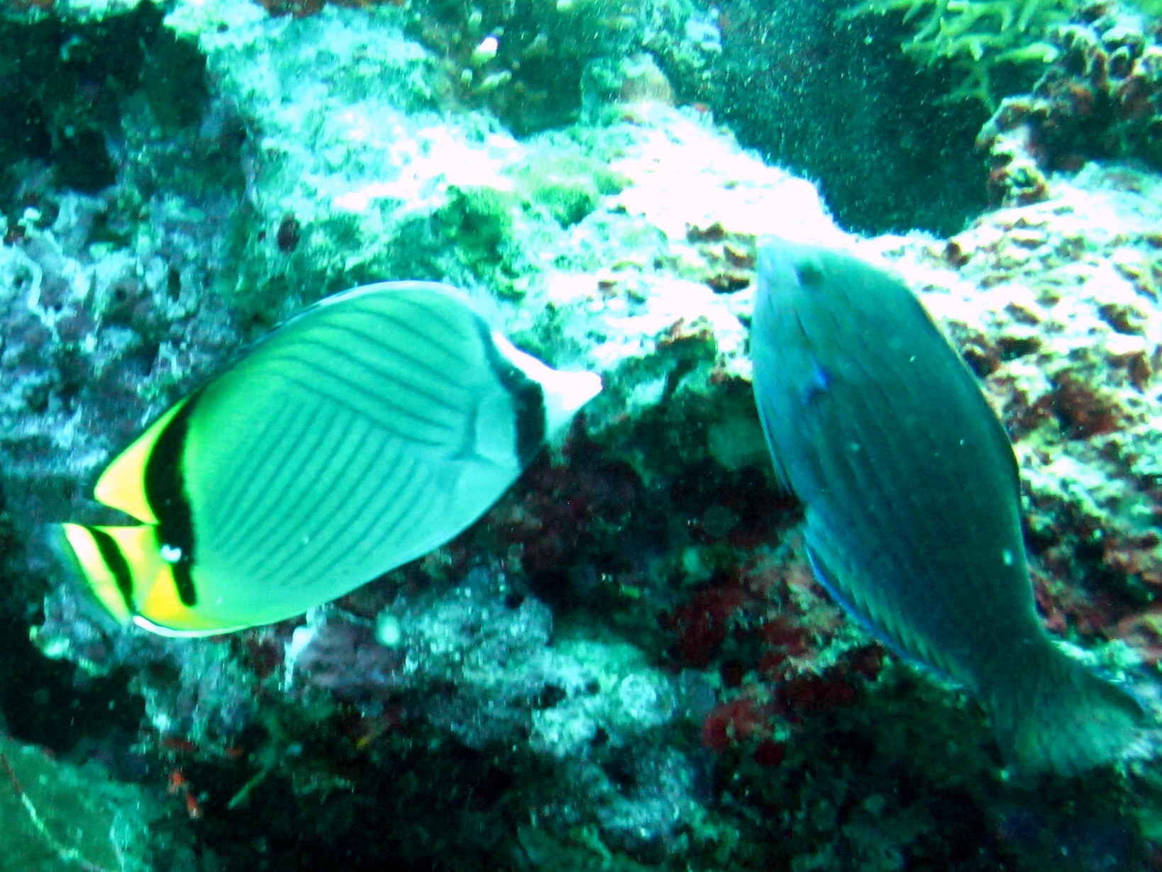 Tulamben Fish at &amp;  near Liberty wreck