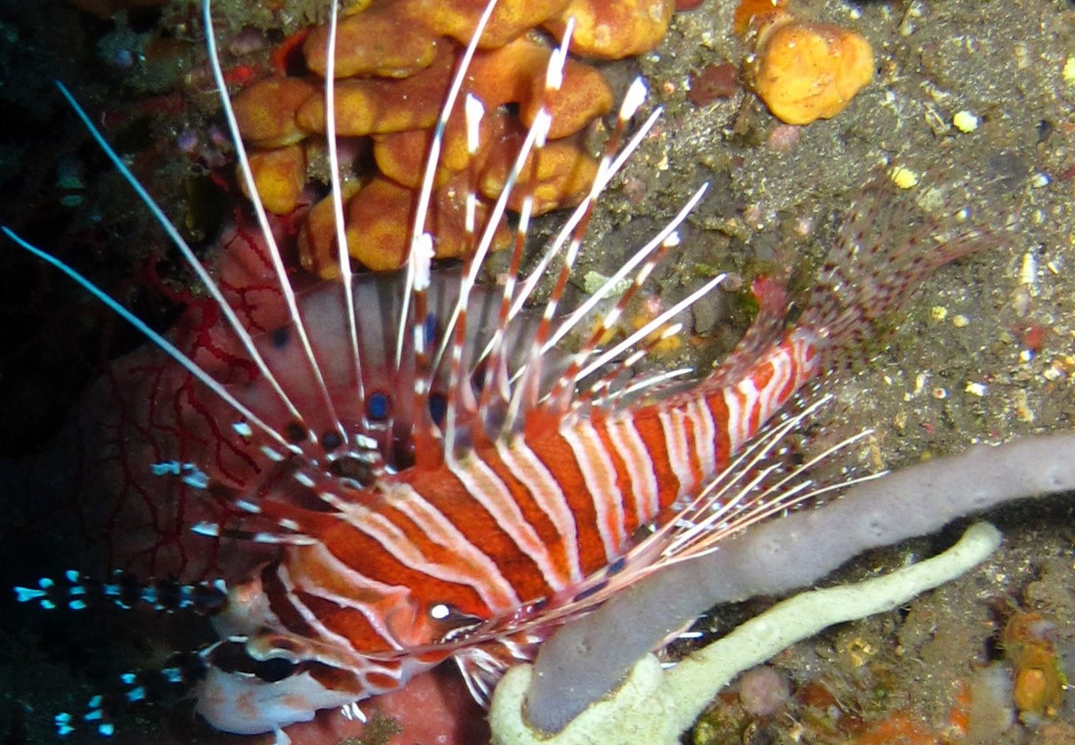 Tulamben Fish at &amp;  near Liberty wreck