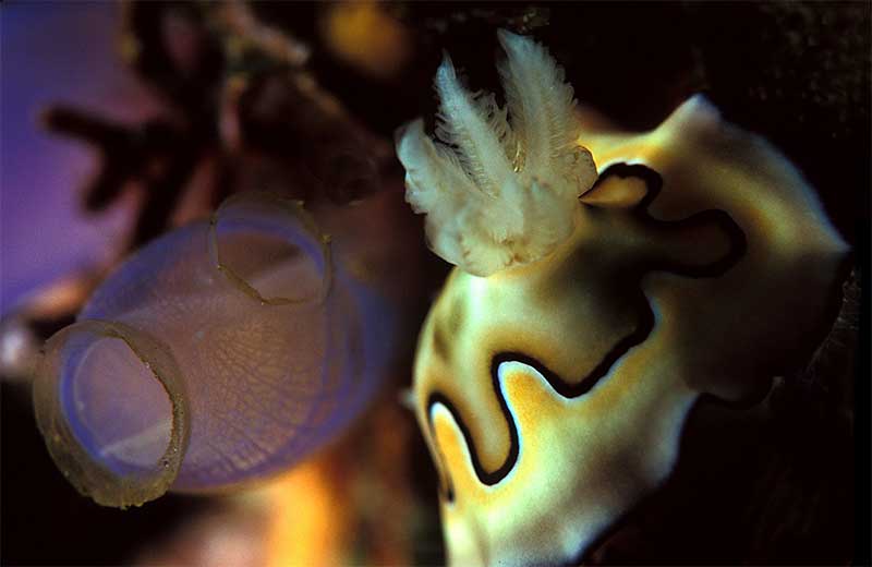 Tuni and Nudi