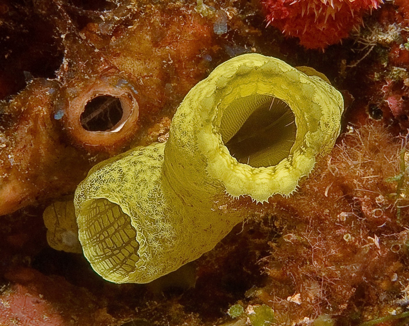 Tunicate