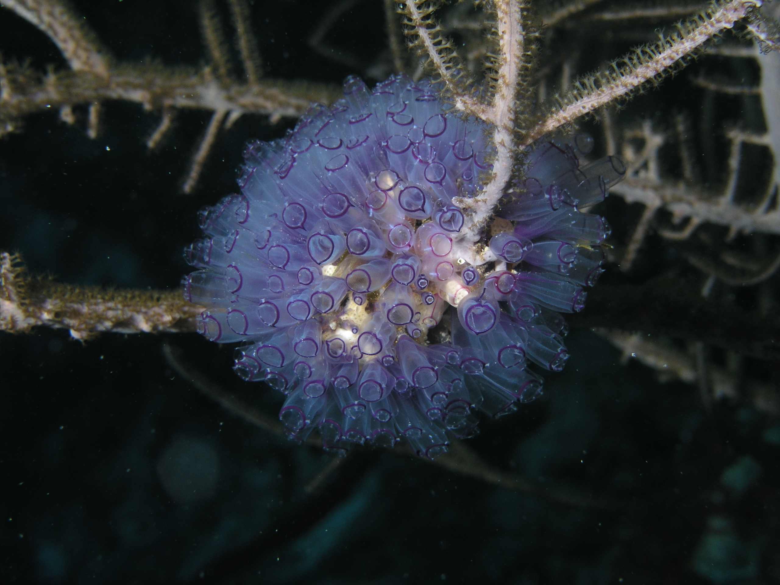 Tunicate