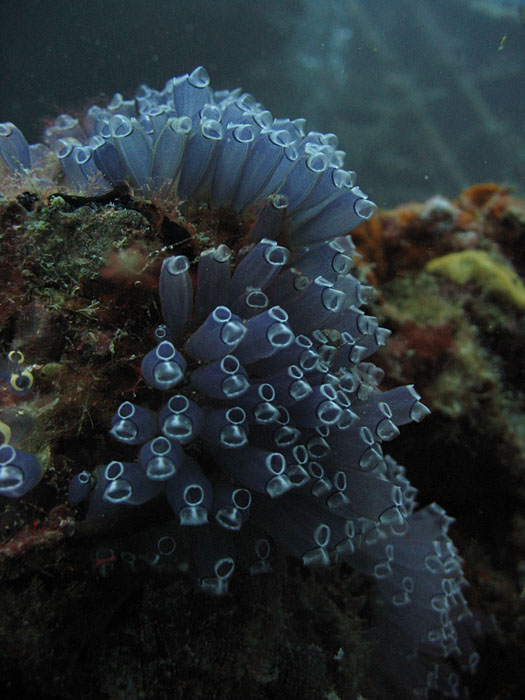 Tunicates 2