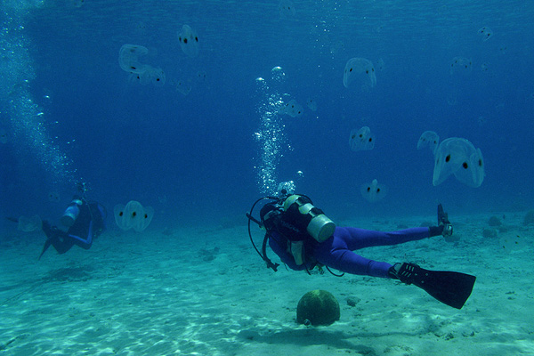 Tunicates and Divers