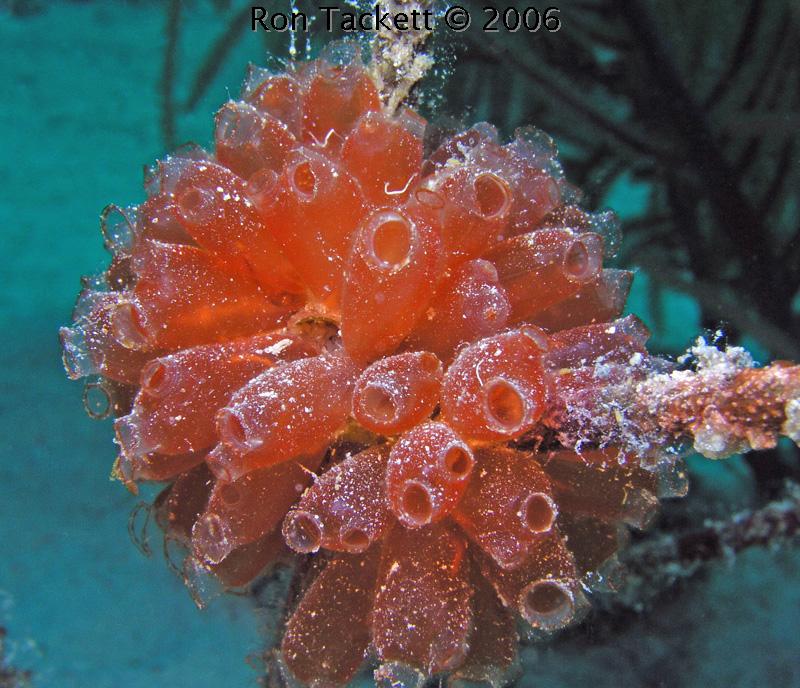 Tunicates, Bahamas, Nekton Pilot, Cay Sal Bank