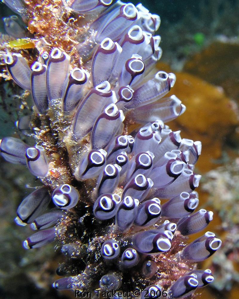 tunicates, Bahamas