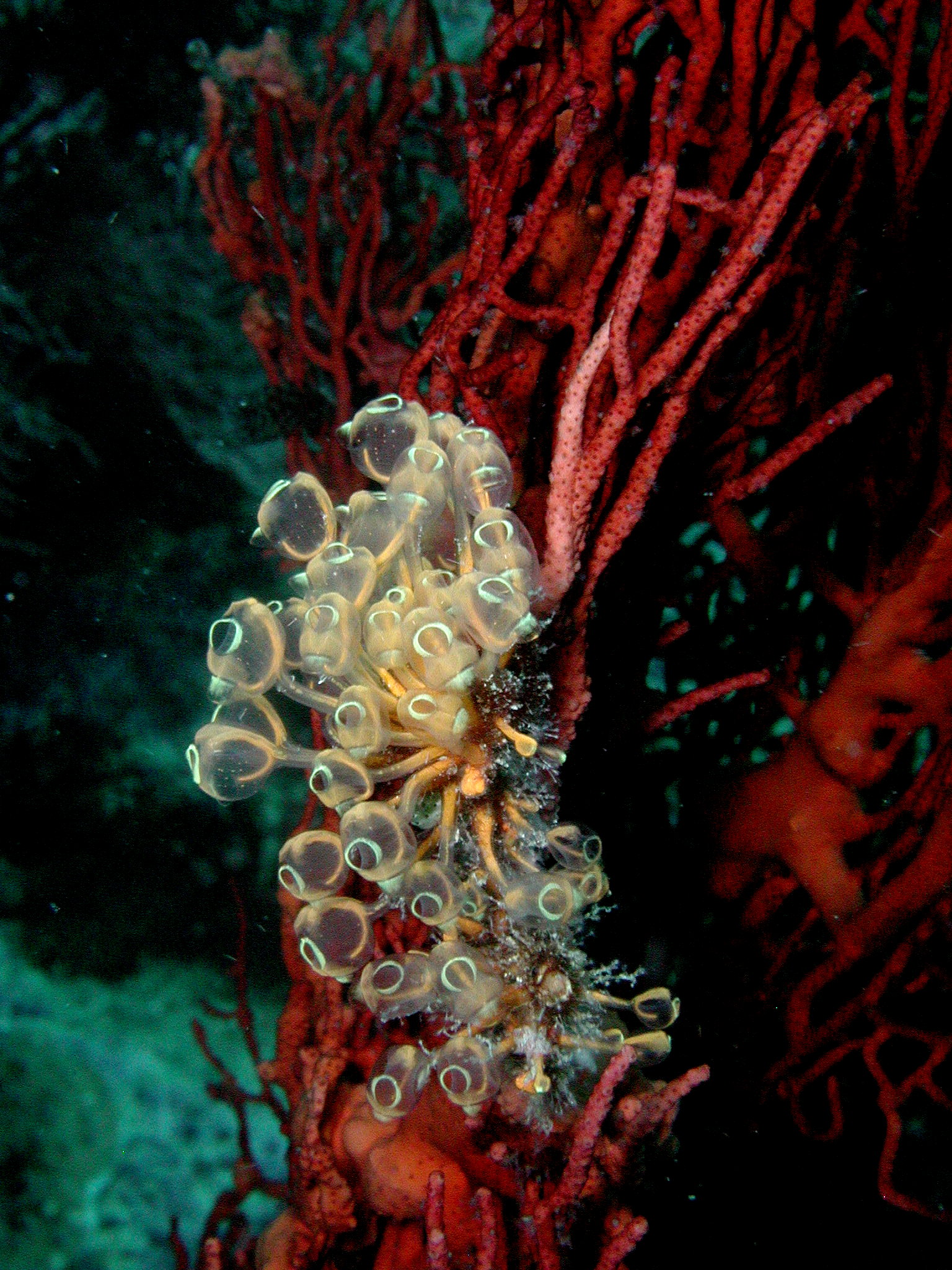 Tunicates + Gorgonian