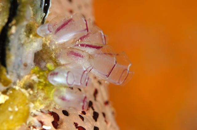 Tunicates