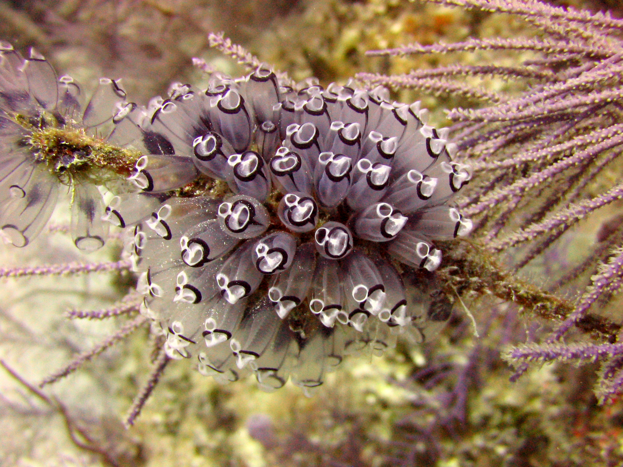 Tunicates