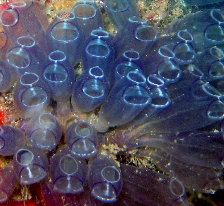 Tunicates