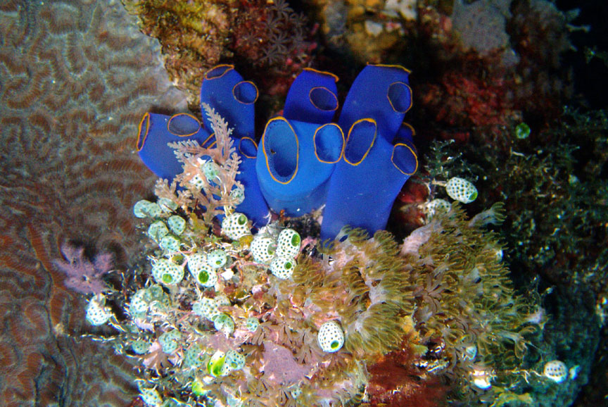 Tunicates