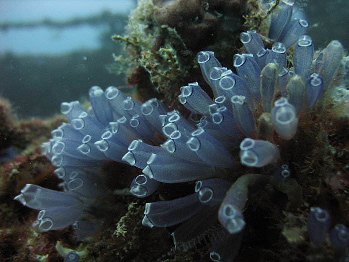 Tunicates