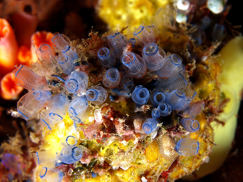 Tunicates