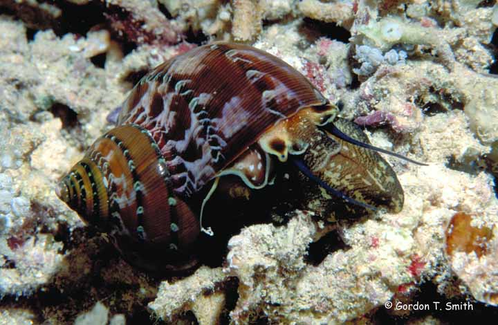 Turban Shell - Turbo petholatus