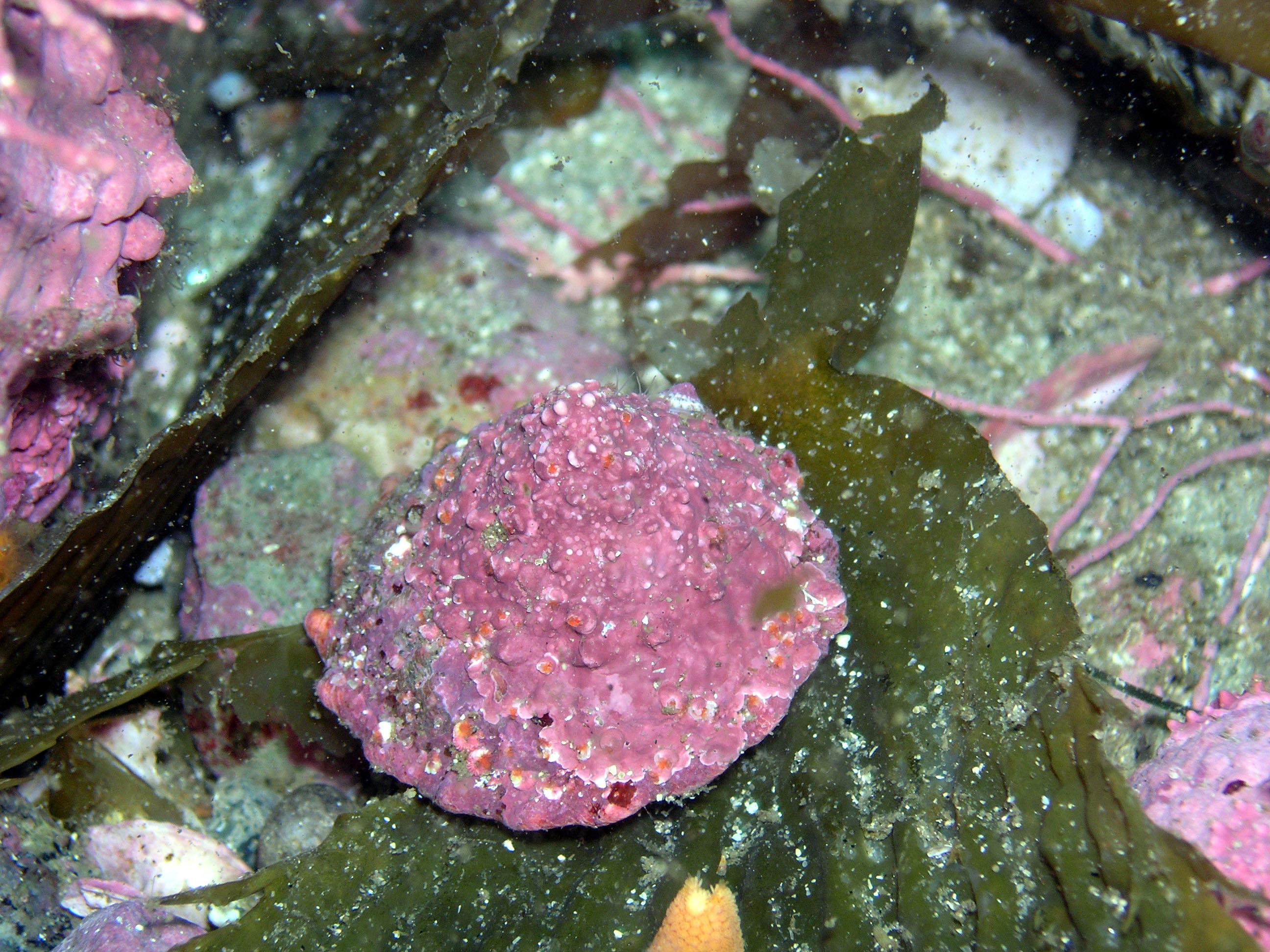 Turban Snail