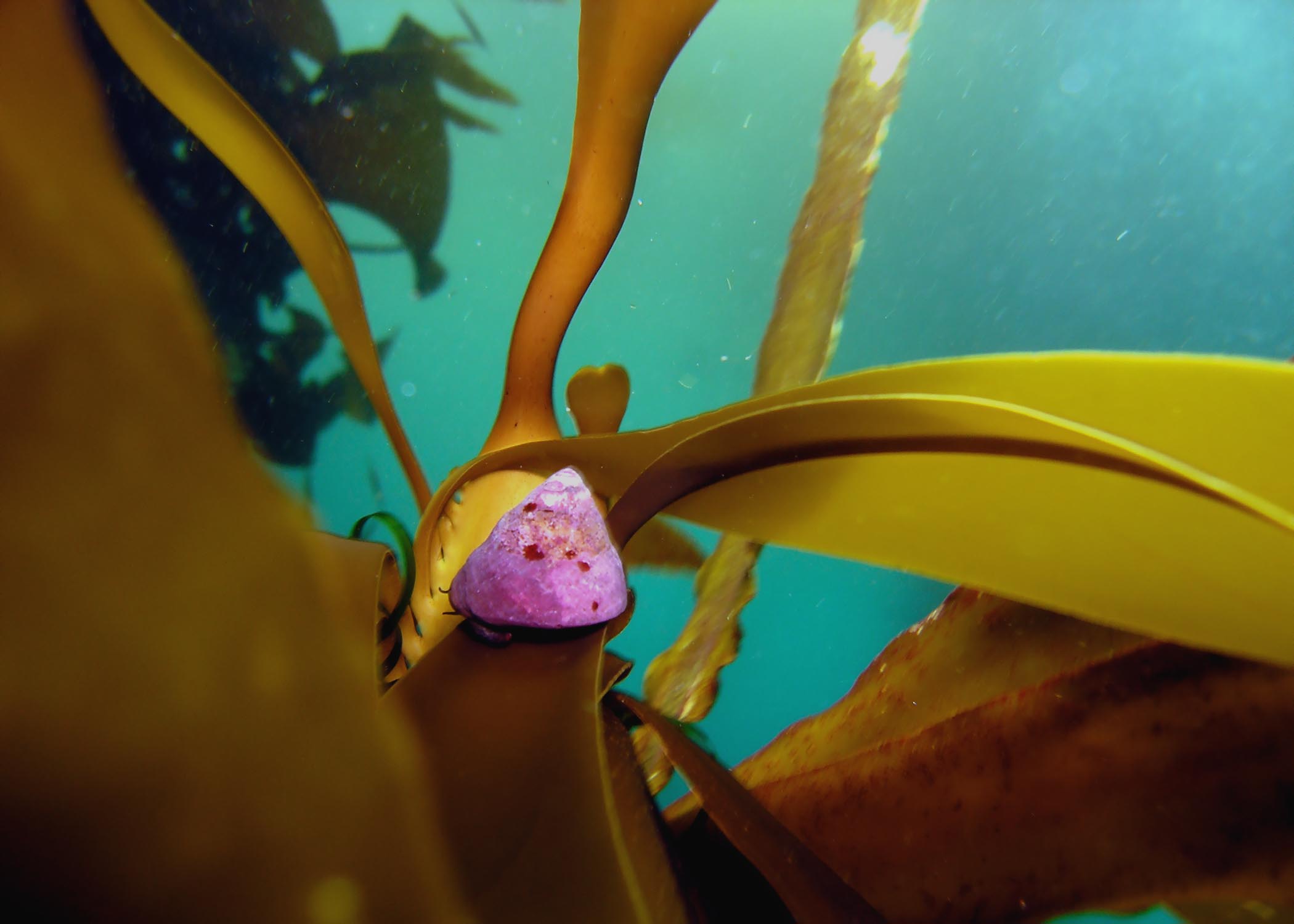 Turban Snail