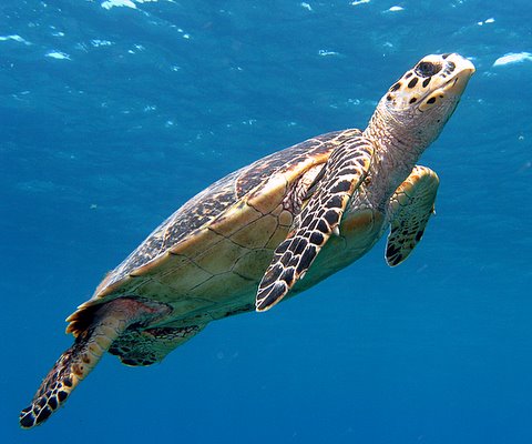 turdy turtle @ Little Cayman