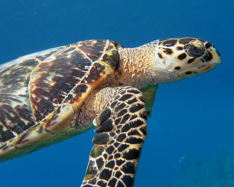 turdy turtle @ Little Cayman