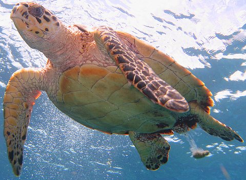 turdy turtle @ Little Cayman