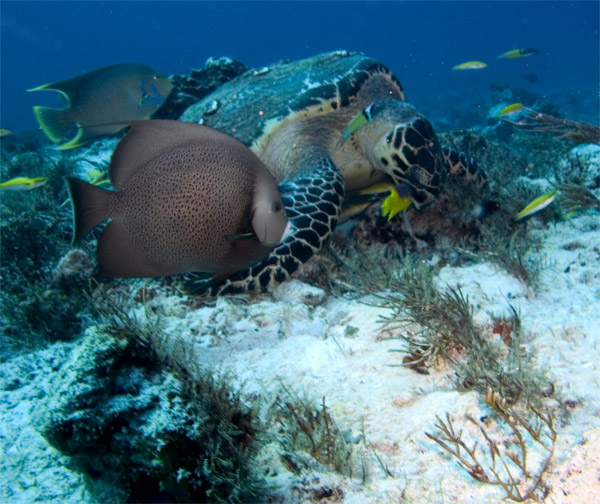 turtle and friends having lunch