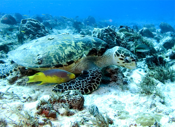 turtle and friends having lunch