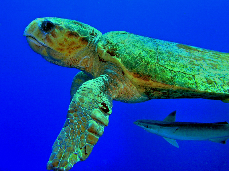 Turtle and remora in Belize