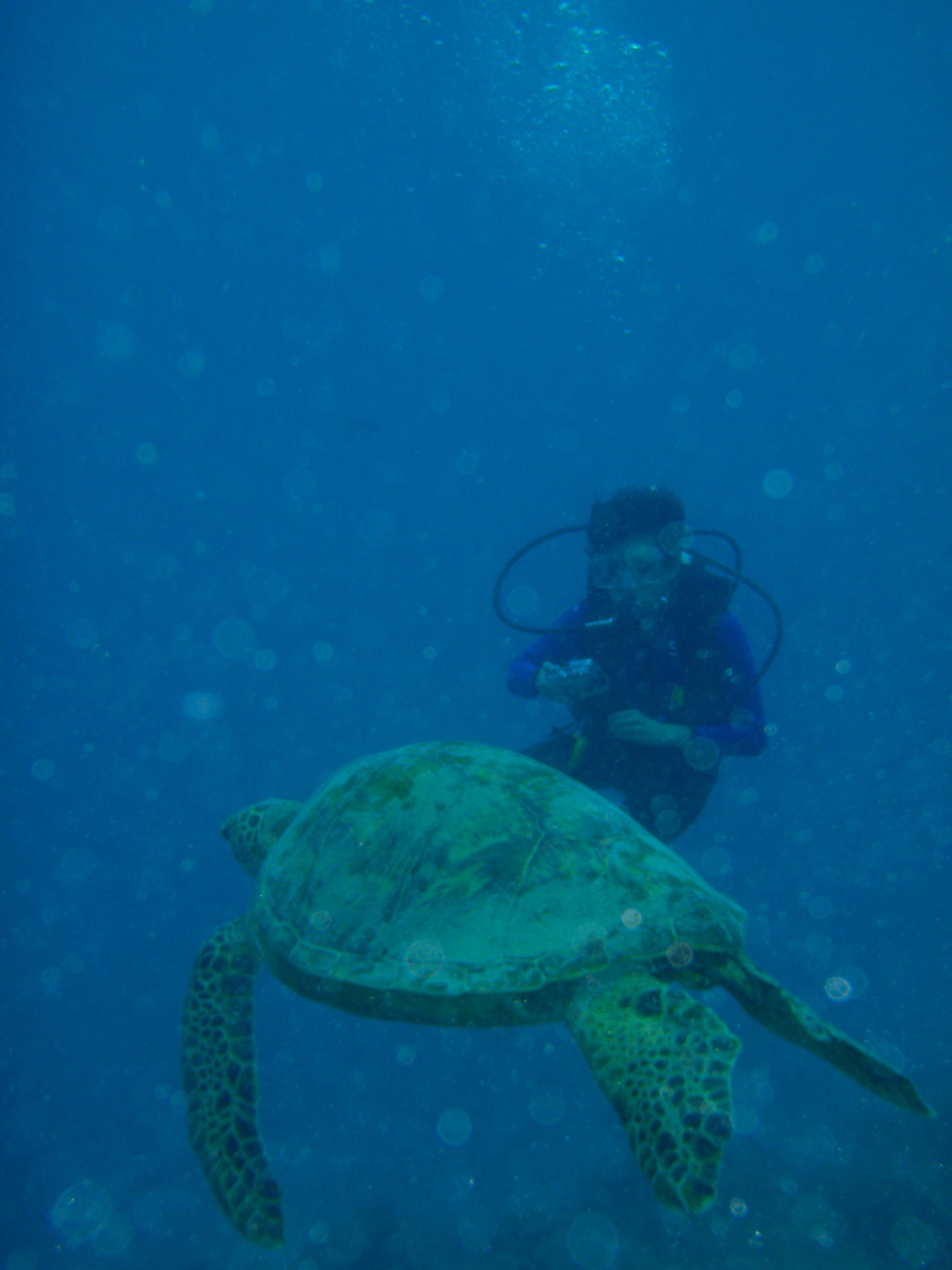 Turtle annd diver