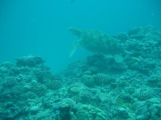 Turtle at Fairfax Island