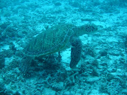 Turtle at Lady Musgrave Island