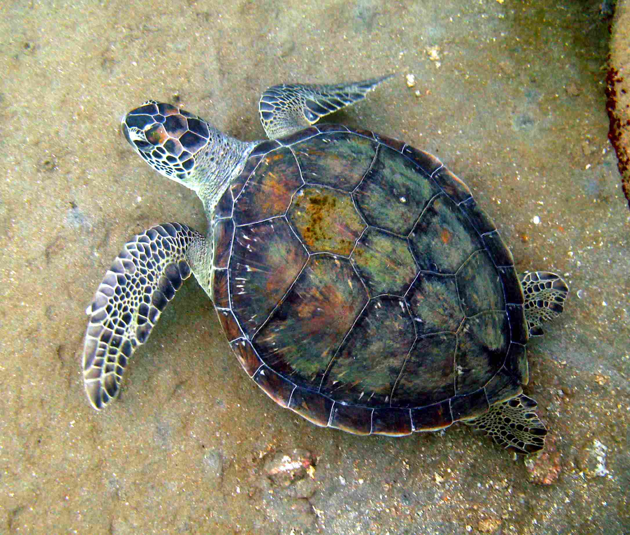 Turtle at Palmeira port