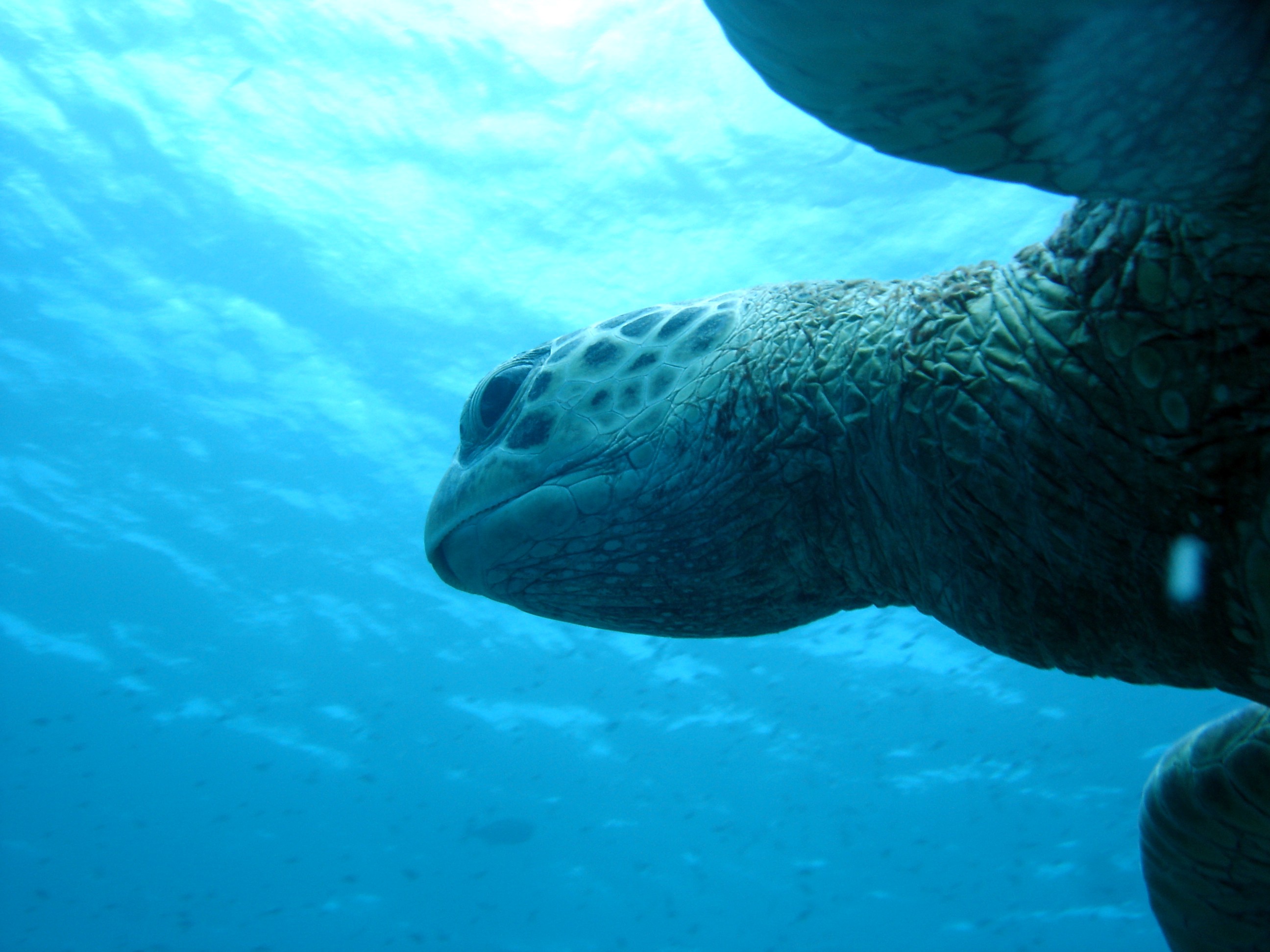 Turtle at Sipidan