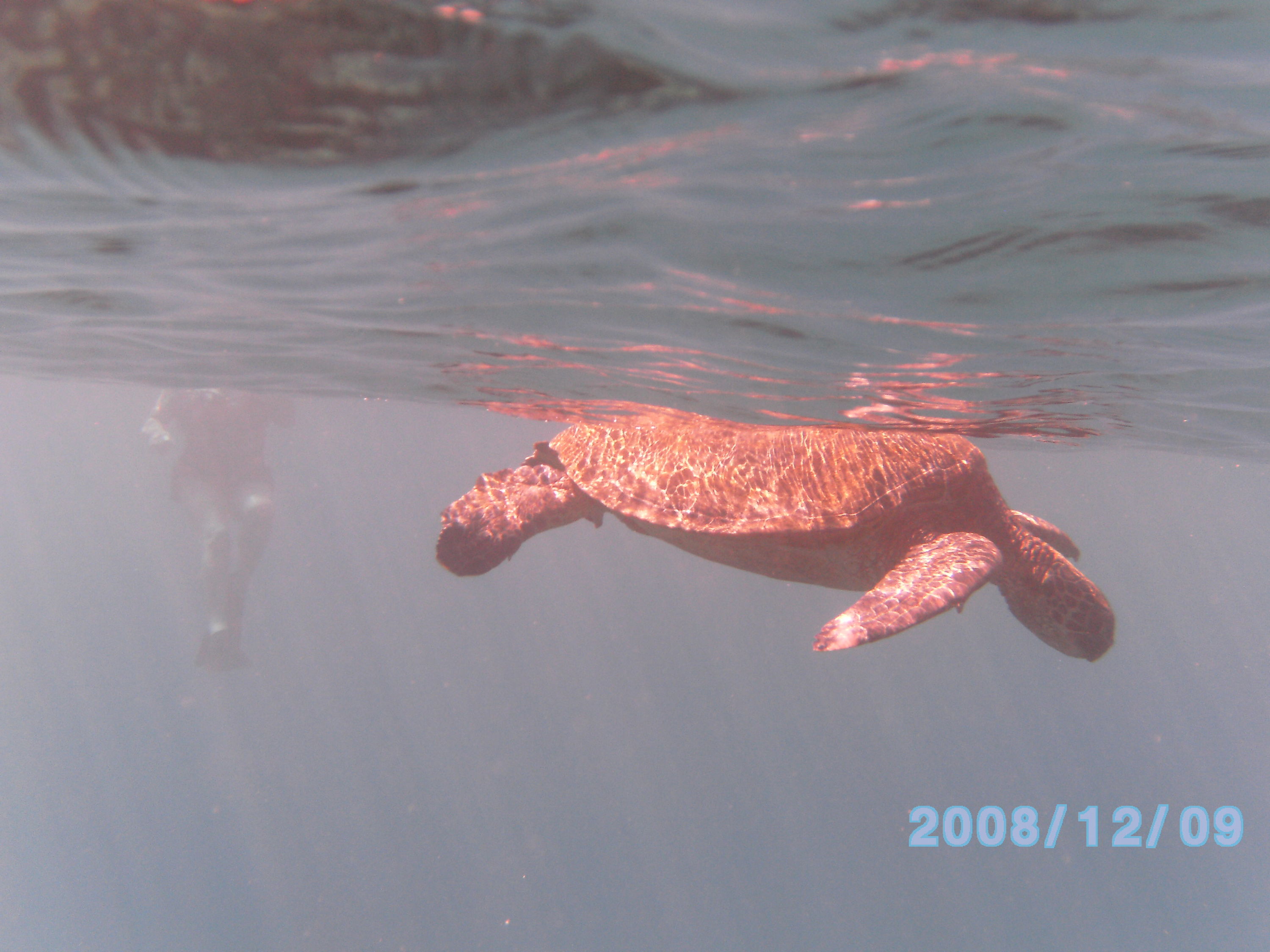 Turtle at surface at Mala boat ramp, Maui Dec08