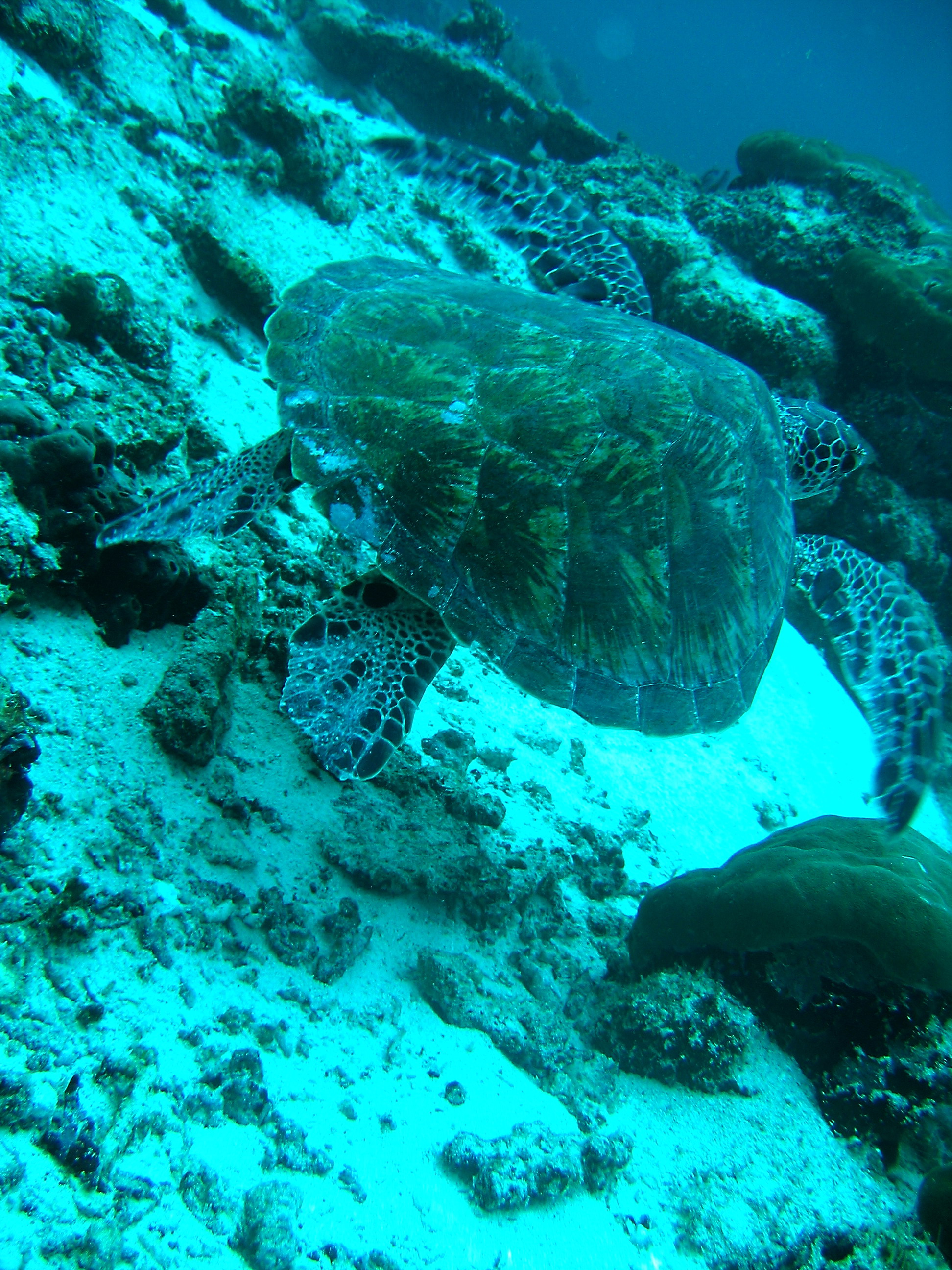 Turtle at the start of its flight