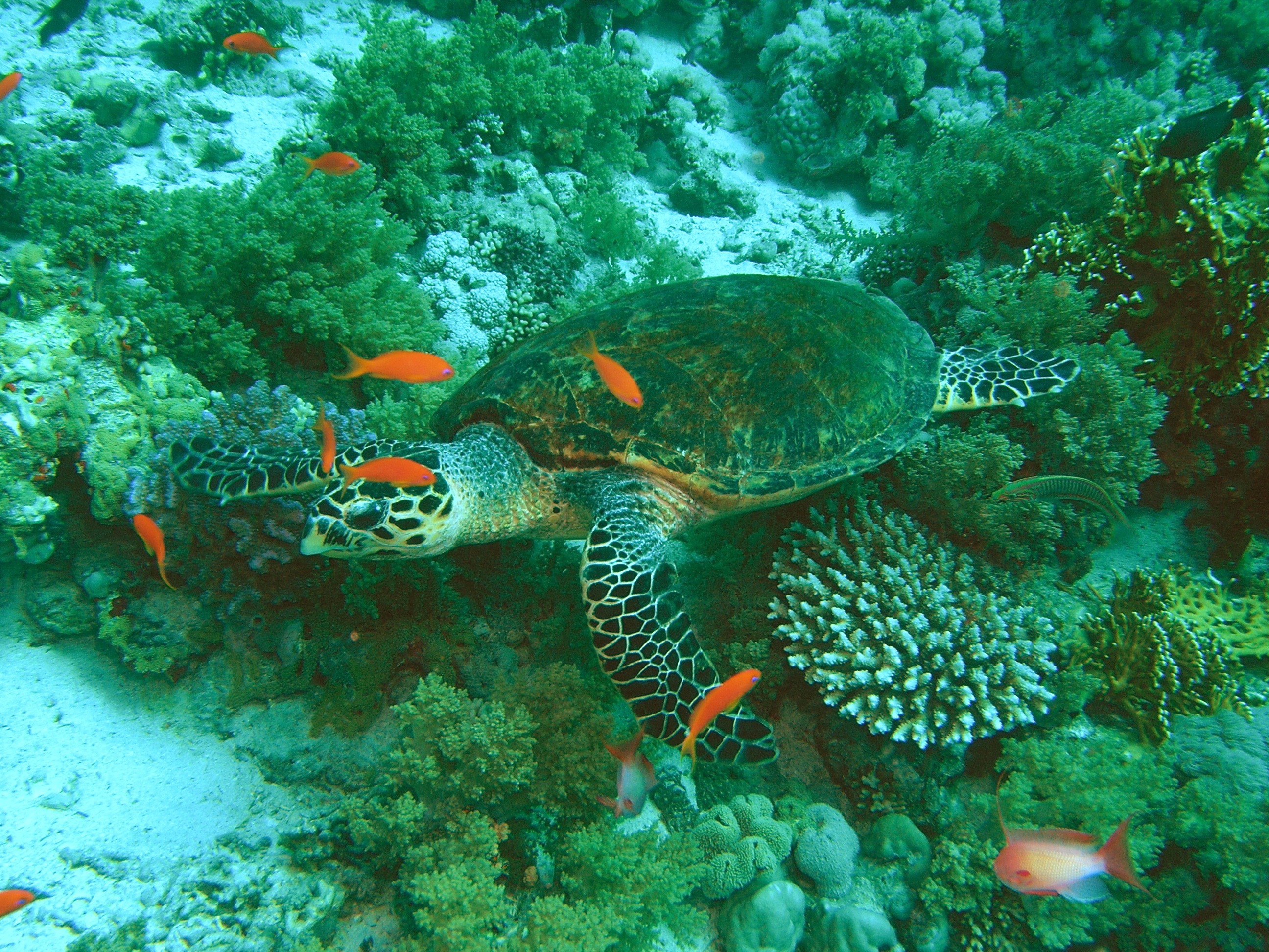 Turtle at Tiran