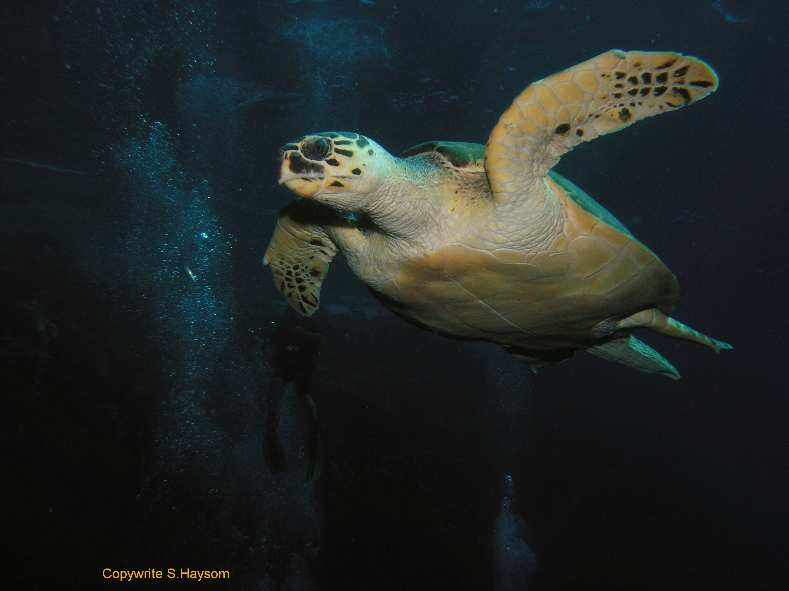 Turtle at Tiran