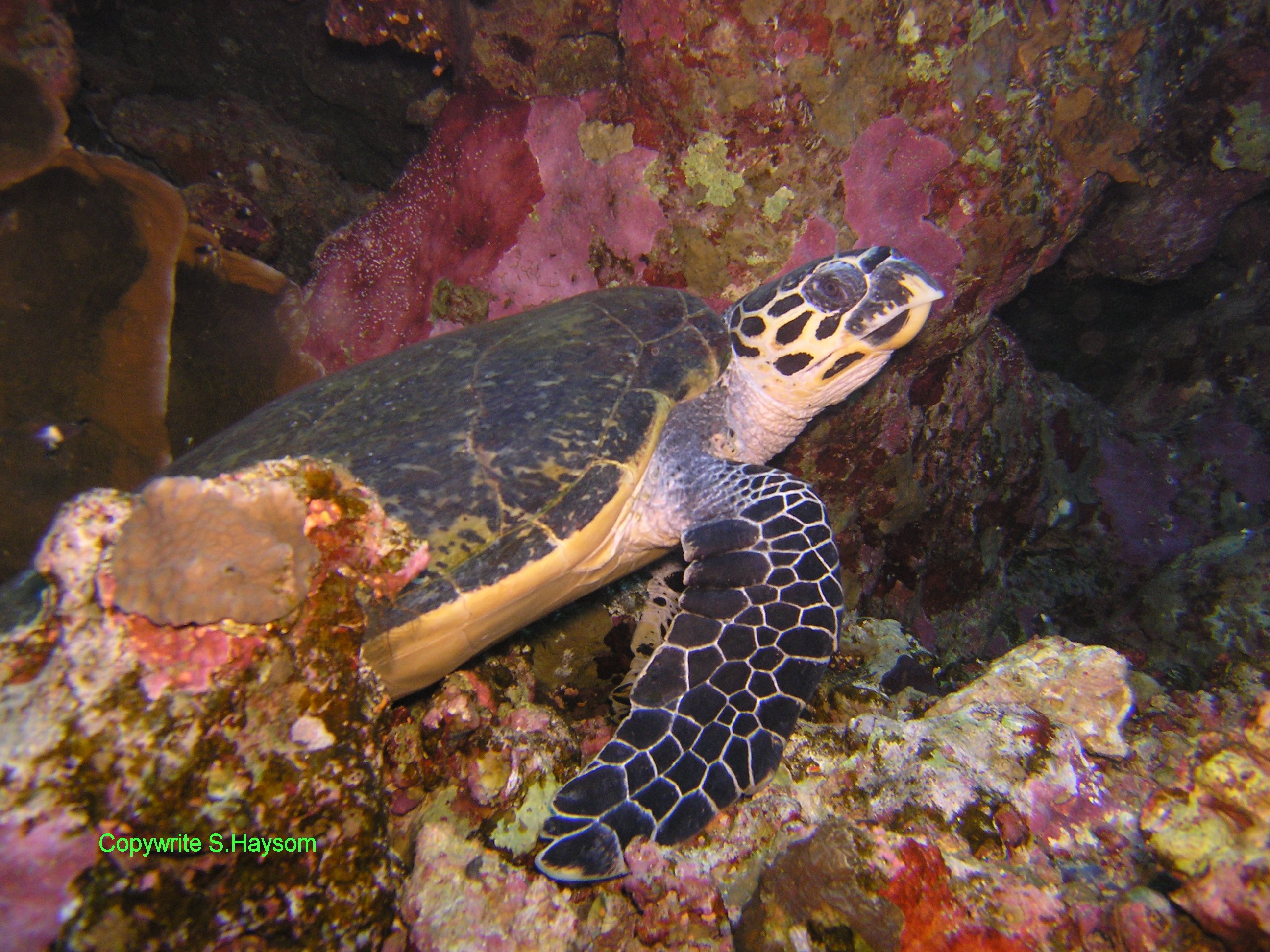 Turtle at Tiran