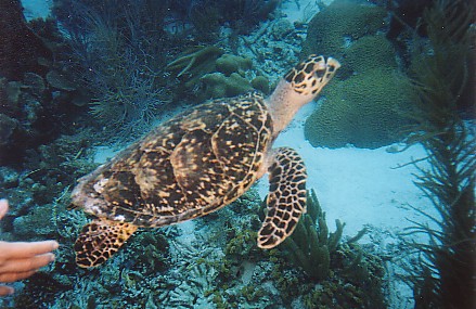 Turtle, Bonaire