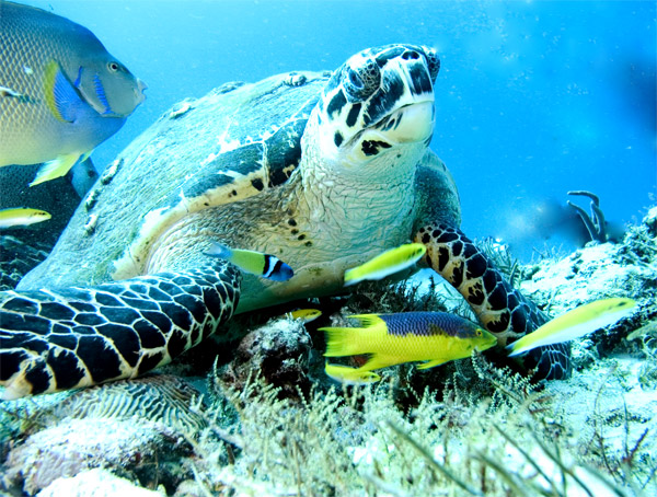 turtle checking out the photograper