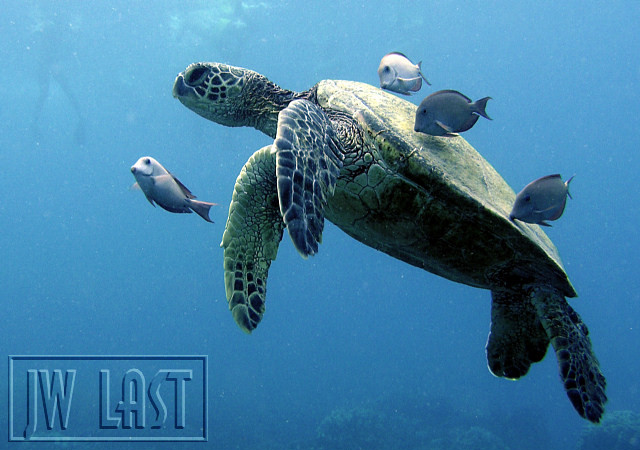 Turtle Cleaning Station