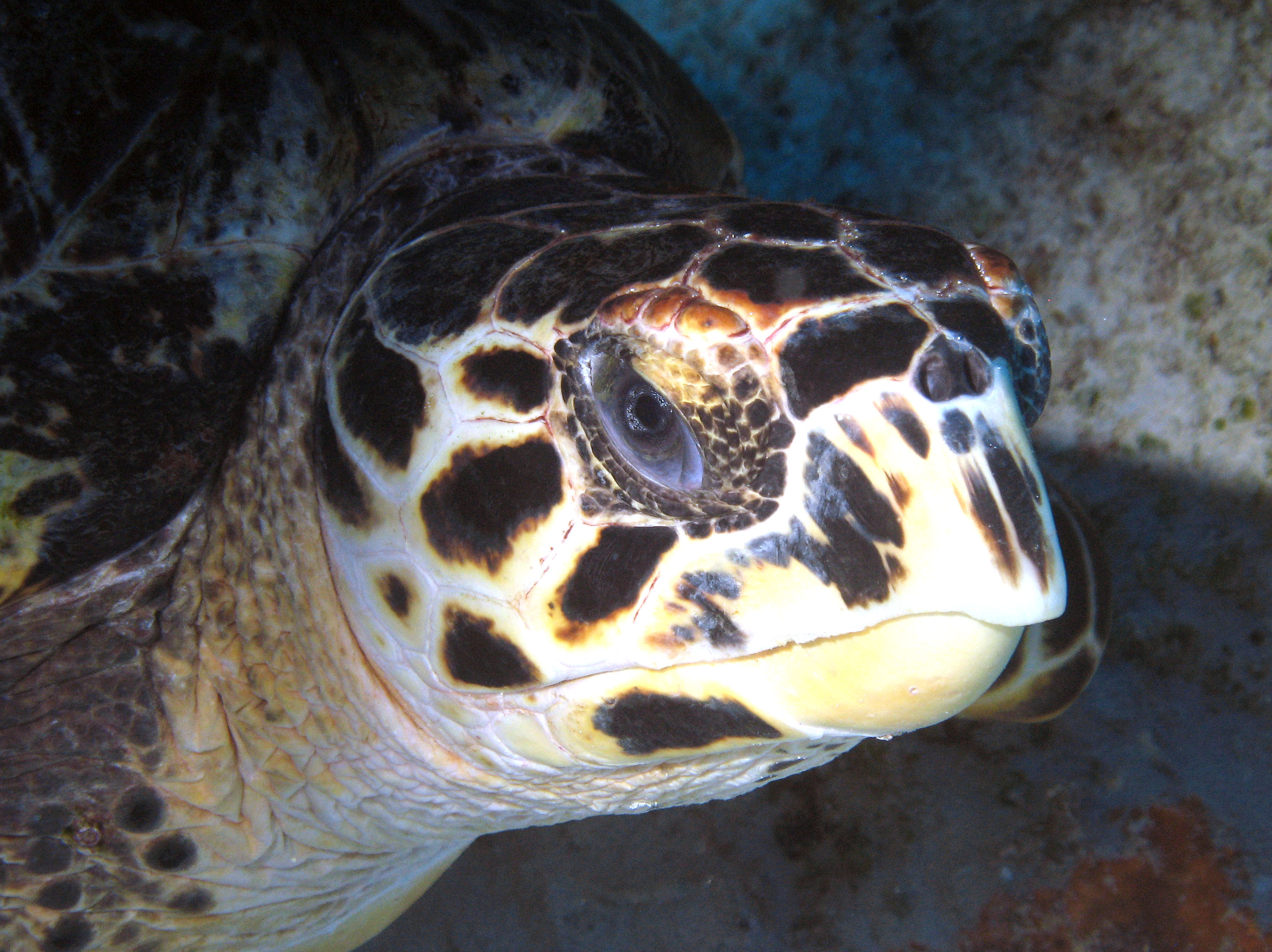 Turtle close up