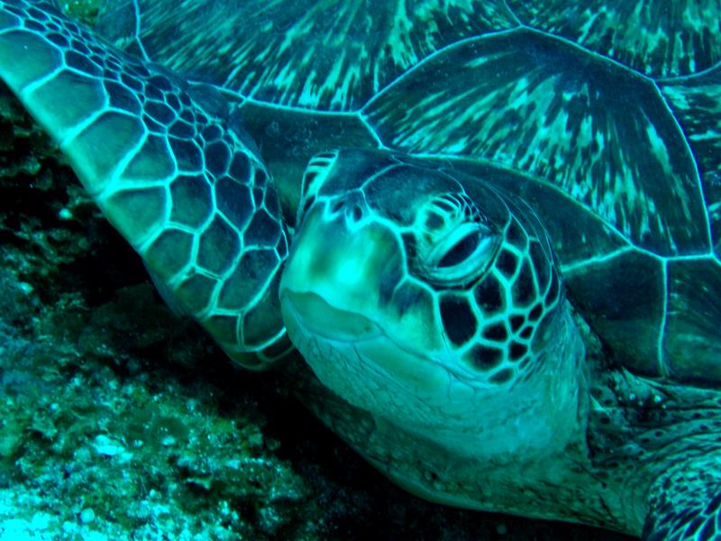 Turtle closeup