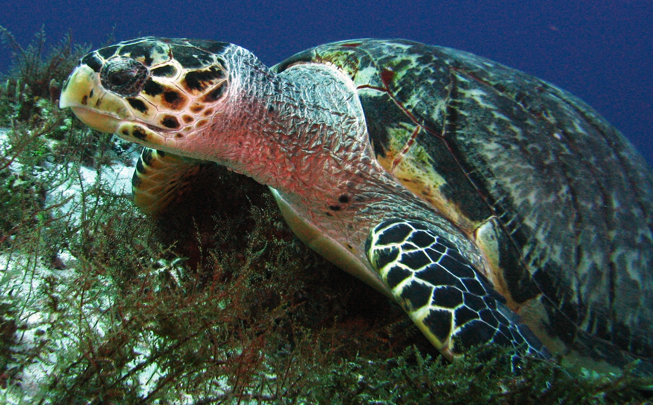Turtle, Cozumel Nov 2008